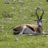 Das viele Fressen ist anstrengend, mach doch mal Pause.
