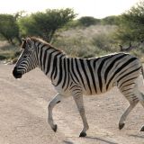 Zebra-Crossing
