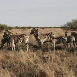 ...wären da nicht noch ein paar Zebras. 
