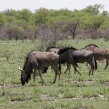 Gnus am Grasen. 
