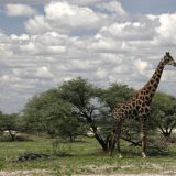 Schön gezeichnete Giraffe bei der Fischer-Pan, ebenfalls im Etosha N.P..
