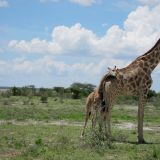Kleine Kuschelgiraffe
