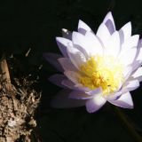 Wasserlilien gehören zum Markenzeichen des "Lakefield N.P.". 
