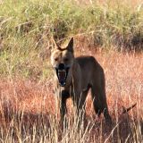 Diesen Dingo haben wir frühmorgens bei seinem Schönheitsschlaf auf der Piste gestört. Ja ja, zuerst einmal kräftig die Touristen anbellen und dann zeigen, wer hier der Chef ist. 
