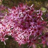 Ein Traum, das Outback blüht in allen erdenklichen Farben. Man kann sich kaum vorstellen dass er hier so schöne Blumen gibt, auch wenn sie so stachelig wie Dornen sind. 
