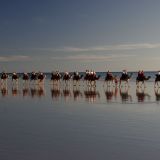 Die Kamelkarawane startet ihre abendliche Tour zum berühmten Sonnenuntergang von Broome. 
