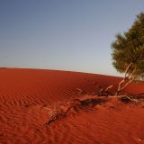 Sonnenaufgang in der "Simpson Desert".
