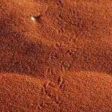 Käferspuren im Sand. 
