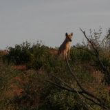 Ein Dingo hält Wache und lässt uns nicht aus den Augen. 
