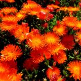 Der Park blüht in allen erdenklichen Farben, speziell jetzt im Frühling.
