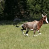 Lauf Forrest - Lauf. Dieser Buntbock hatte es ganz schön eilig abzuhauen.
