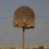 Ein riessssiiieeeges Vogelnest, gebaut von den fleissigen Webern-Vögel. Nicht schlecht!
