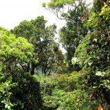 Dichter Regenwald im Lamington N.P.
