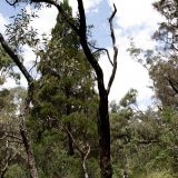 Im Warrumbungle N.P. wandern wir den "Grand High Top Walks" zum "Breadknife". 

