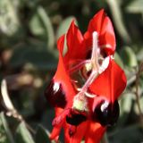 Die "Sturts Desert Pea" kommt hier speziell in der Living Desert vor. 
