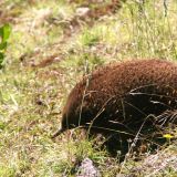 Echidnas, von diesen wimmelt es nur so in Tasmanien.
