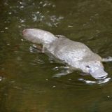 Im Mt. Field N.P. entdeckten wir nebst den Wasserfällen sogar noch einen Platypus. Dass wir dieses Schnabeltier noch zu Gesicht bekommen würden, hätten wir nicht gedacht.
