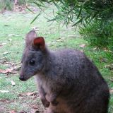 Wallaby
