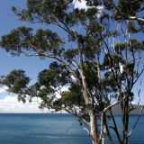 Bruny Island
