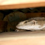 Diese Echse hat sich im Dach unseres Camp-Unterstands versteckt.
