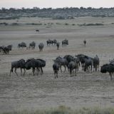 Gnu Herde auf der Bosobogolo Pan.
