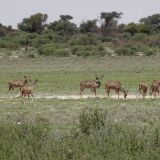 Kudus
