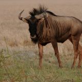 Gnu an der Piper Pan.
