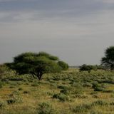Wer stellt sich eine Wüste so grün vor? Unglaublich wie die Regenzeit Landschaften verändert.
