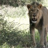 Kalahari-Löwe im Passarge Valley.
