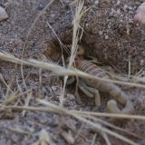 Ein gefährlicher Zeitgenosse, unser erster Skorpion

