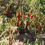 Chili, wachsen an Sträuchern....

