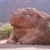 Und hier der Frosch
