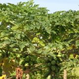 Papaya-Plantage, die Versuchung ist gross eine zu Stibitzen, aber wir lassen es doch lieber

