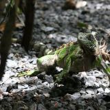 Weshalb eigentlich nach Galapagos, wenn einem diese fantastischen Tiere....
