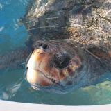 Unvorstellbar wie riesig diese Tiere werden können
