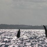 Wie zwei Segelboote sehen sie aus, dies sind jedoch die Schwanz und Seitenflosse eines Wales
