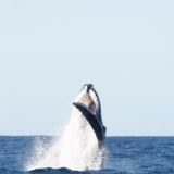 Und schon wieder jumpt einer aus dem Wasser und...
