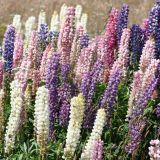 Die Strassen sind von diesen wunderschönen Blumen gesäumt
