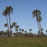 Der Nationalpark El Palmar in Entre Rios
