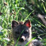 Die Tiere im Nationalpark El Palmar sind sehr neugierig.
