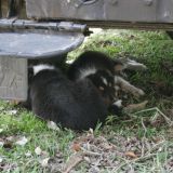 Zwei kleine Hunde haben es sich gemütlich gemacht. Anita und Andrea werden ganz schwach und wollen die beiden mitnehmen.
