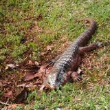 Waran im Nationalpark von Iguazu.
