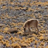 Vicunas, sind etwas kleiner als Guanacos. Gehören auch zu der Lama-Familie

