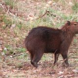 Wasserschwein, die sind so herzig
