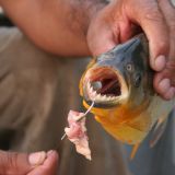 ...das Ergebnis, ein fetter Piranha
