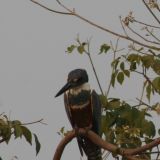 Kingfisher, oder auf deutsch der Eisvogel
