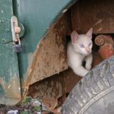 Ja, es gibt nicht nur exotische Tiere im Pantanal. Man trifft auch auf gewöhnliche Hauskatzen
