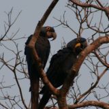 Ganz seltene Papageien, die Araras azul. Diese Vogelart ist vom Aussterben bedroht. Es gibt nur noch 20ig Tausend dieser Art
