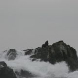 Wir erreichen wieder das Meer und treffen auf eine grosse Seelöwenkolonie
