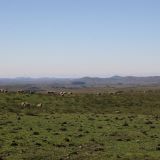 Uruguay's Hinterland, viele Weiden mit riesigen Kuh- und Schafherden
